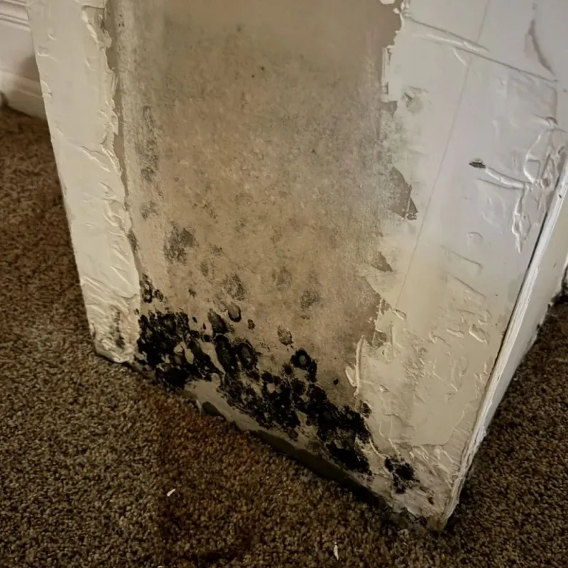 Professional Mold Removal in Bay City, MI